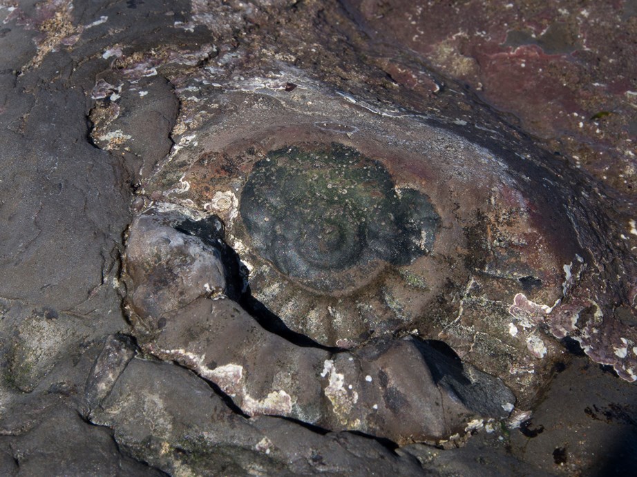 Ammonite imprint in the rock